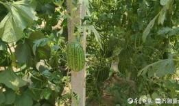 热门大瓜,热门大瓜背后的惊人真相